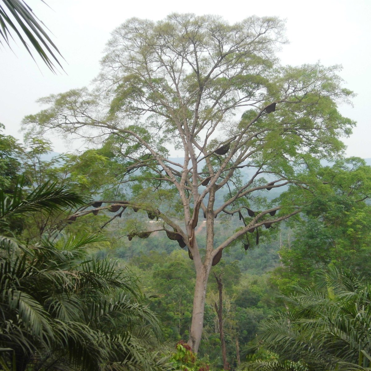 Padang Galir tweet media