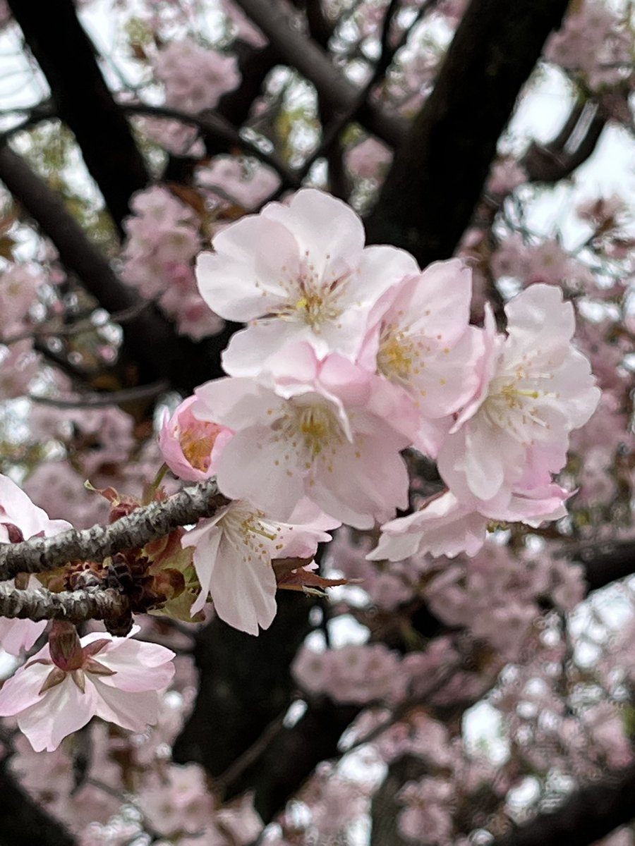 rito_ringo_'s tweet photo. 晴れたので今週もぶらぶらと🌸 https://t.co/hMPLJBmF3B