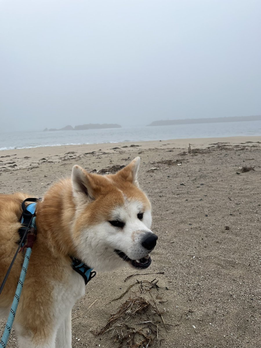 気仙沼大島ゲストハウス海風 tweet media