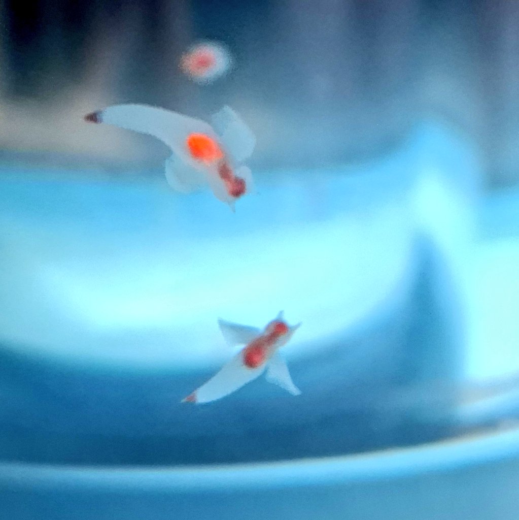 みち。skeb受付中☺️ tweet media