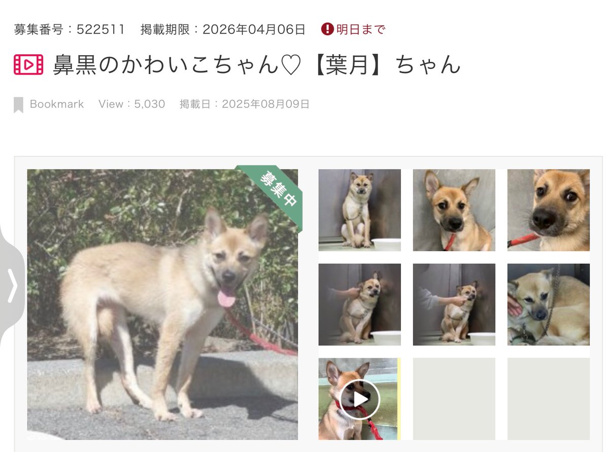 黒猫にゃーこ🌻🐱74✨ tweet media