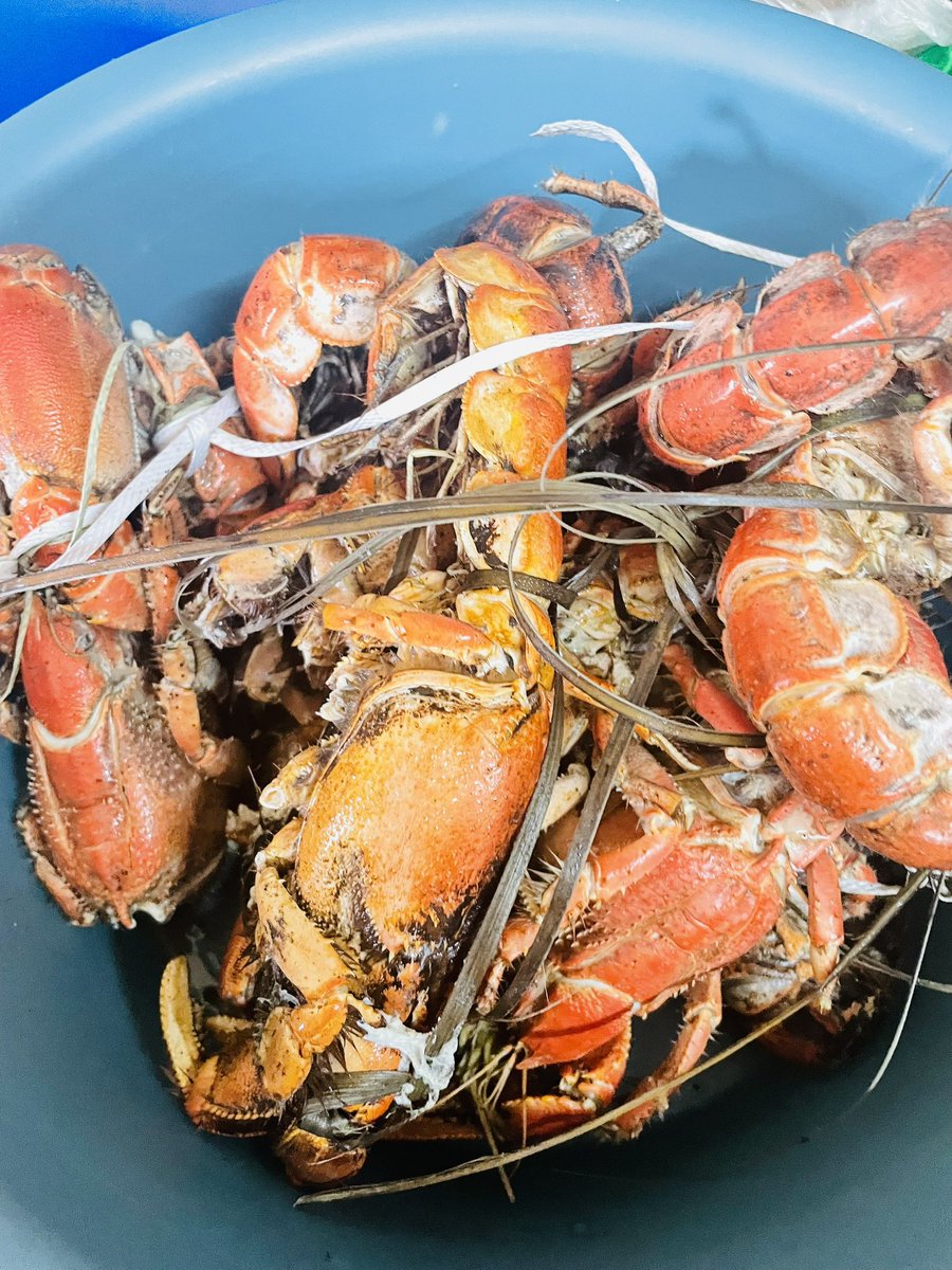 Filesta ☮️ tweet media