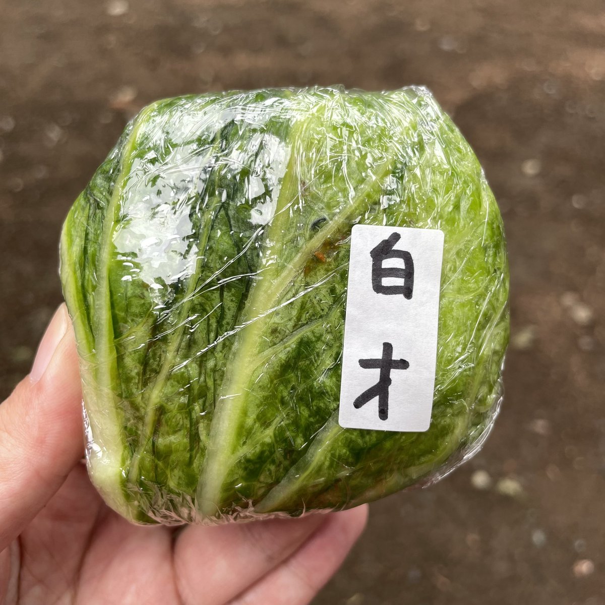 🏔⛰⛰🍣⛰⛰🏔 tweet media