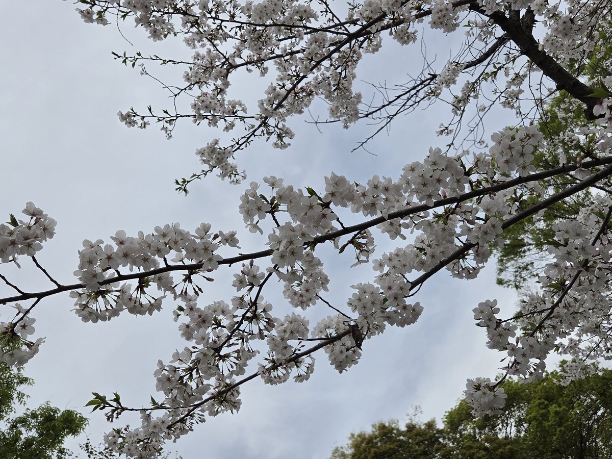 もへち tweet media