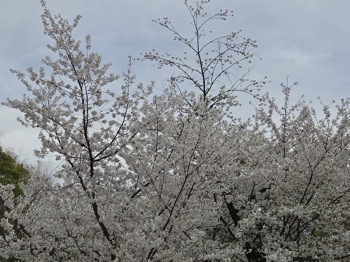 もへち tweet media