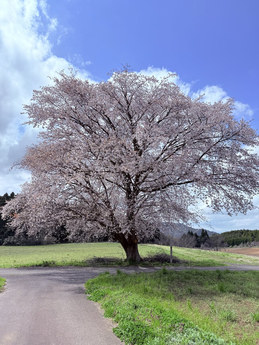 コツメ tweet media