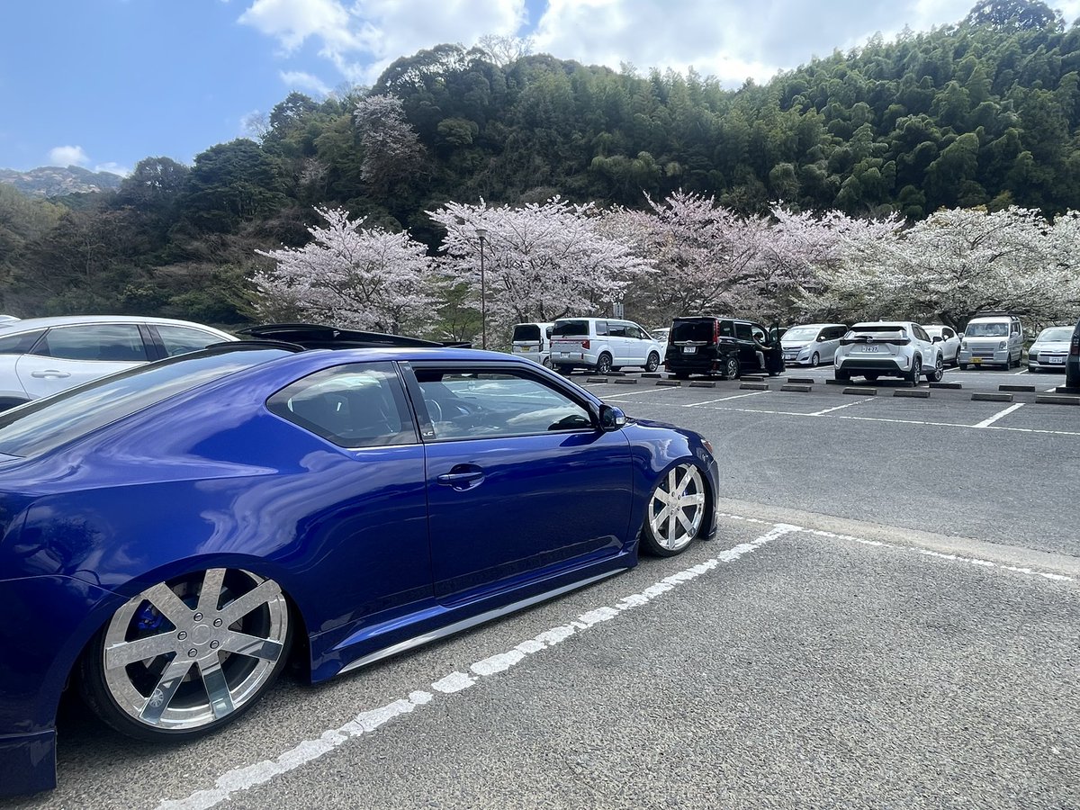 scion501's tweet image. 桜がとても綺麗
癒されますね〜♪

#サイオンtc
#sciontc