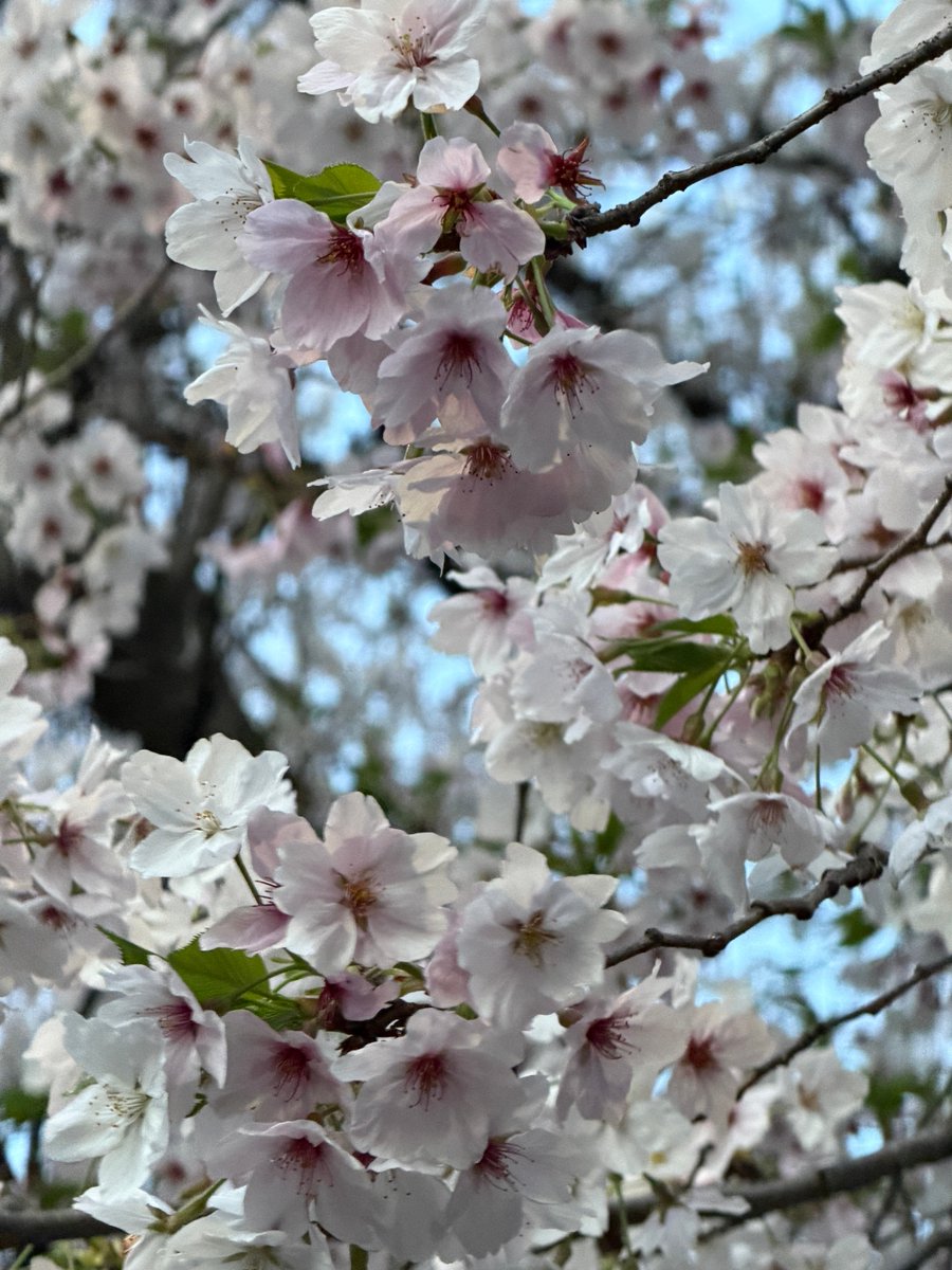 今日は三浦春馬さん、36回目のお誕生日
36歳の春馬さんが見たかったです

今日は晴れて暑くなりました
まだ桜は咲いてますね🌸🐎

#三浦春馬
#三浦春馬さん生誕祭2026