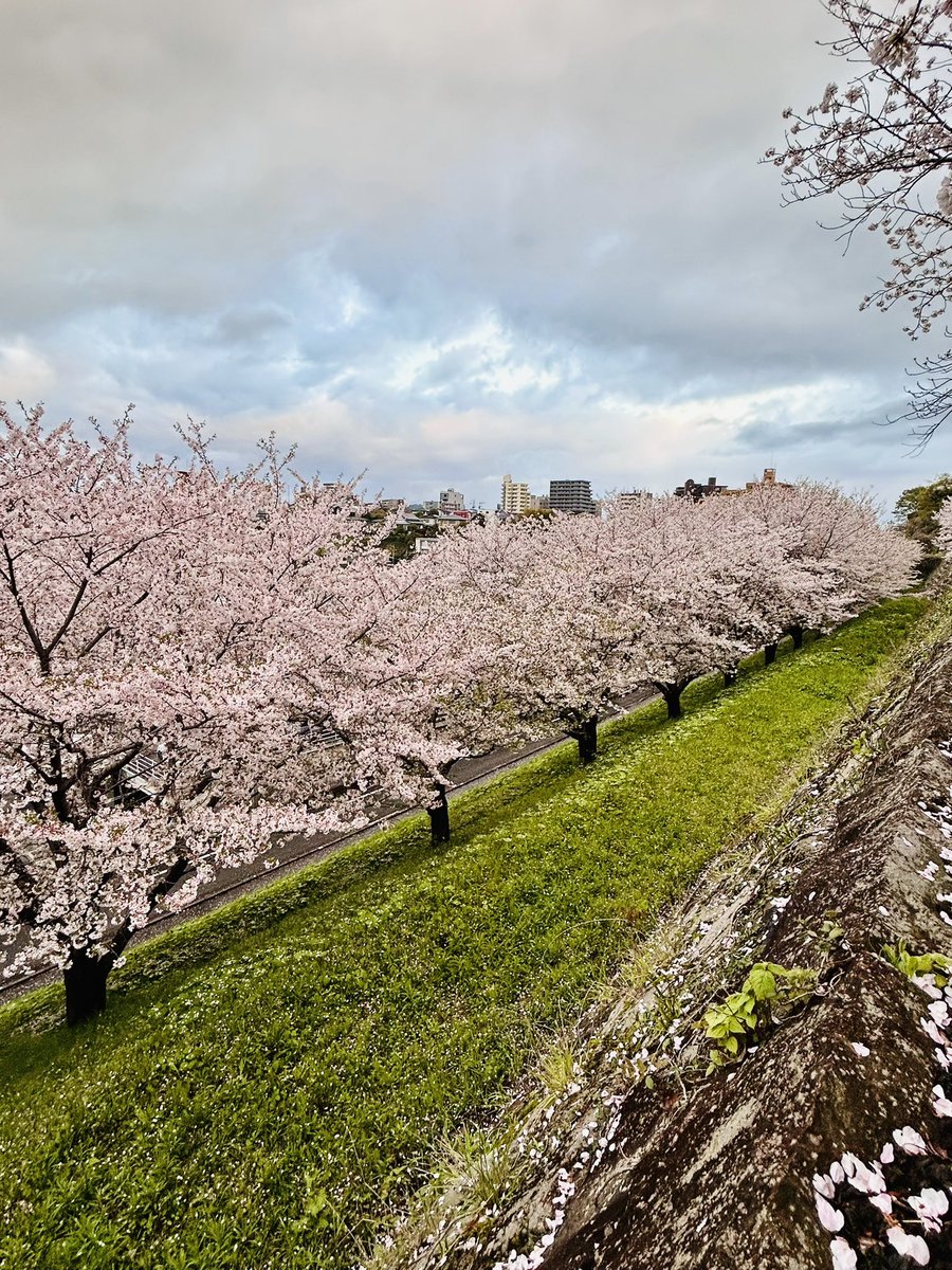 熊本市長 大西一史 tweet media