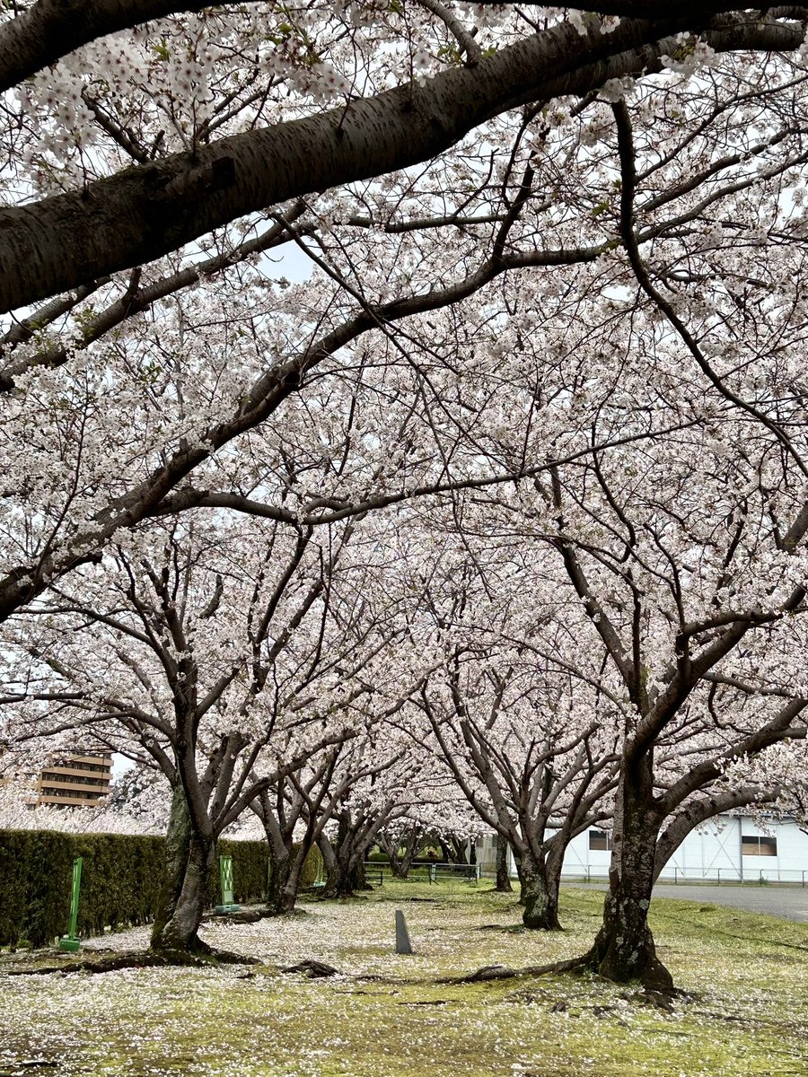 熊本市長 大西一史 tweet media