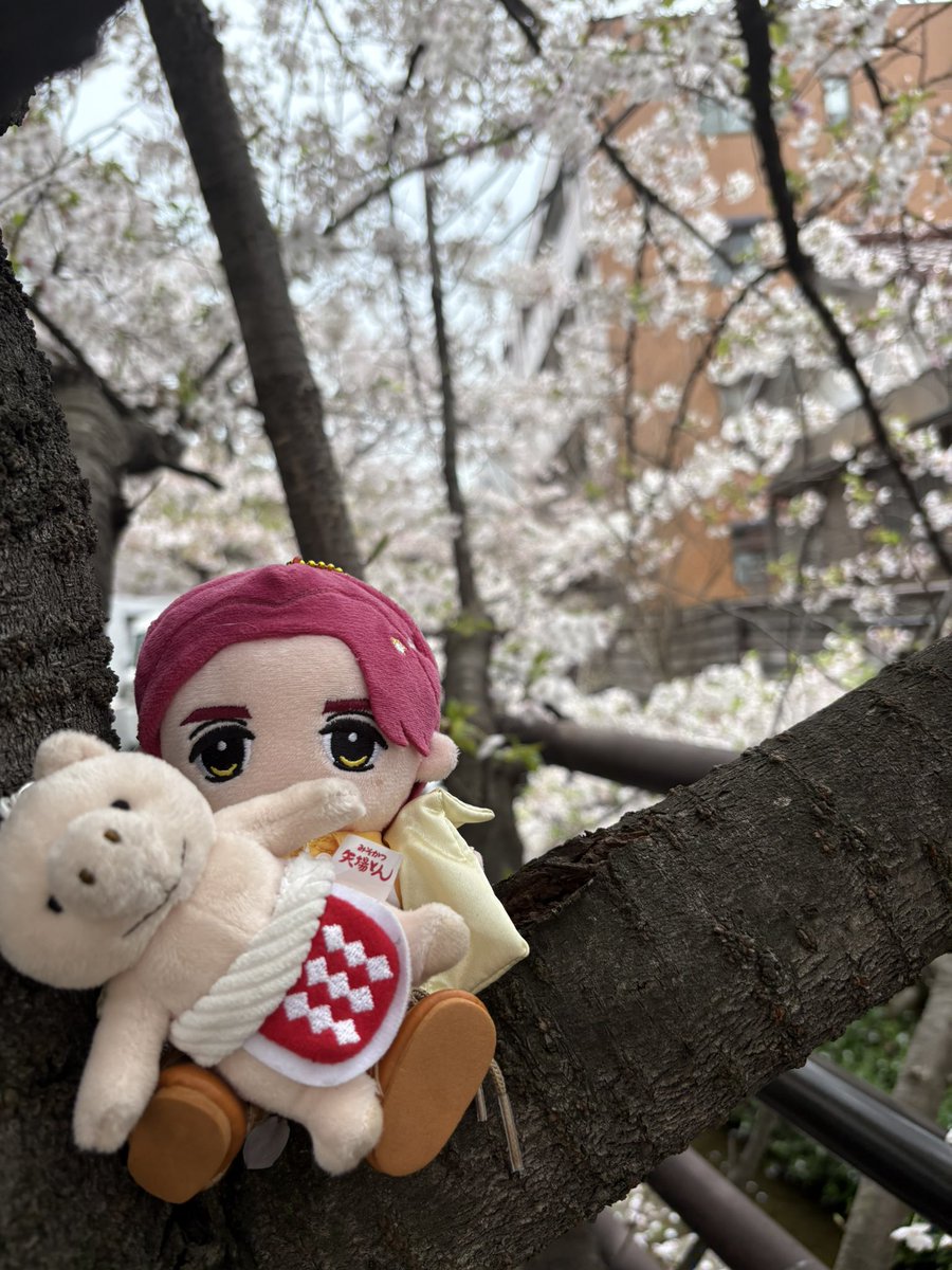 taboo_0_0_'s tweet photo. 閑也くんと矢場とんちゃんとお花見です
ズヤ兄が力持ちで助かる☺️ https://t.co/EZW40vK8uq