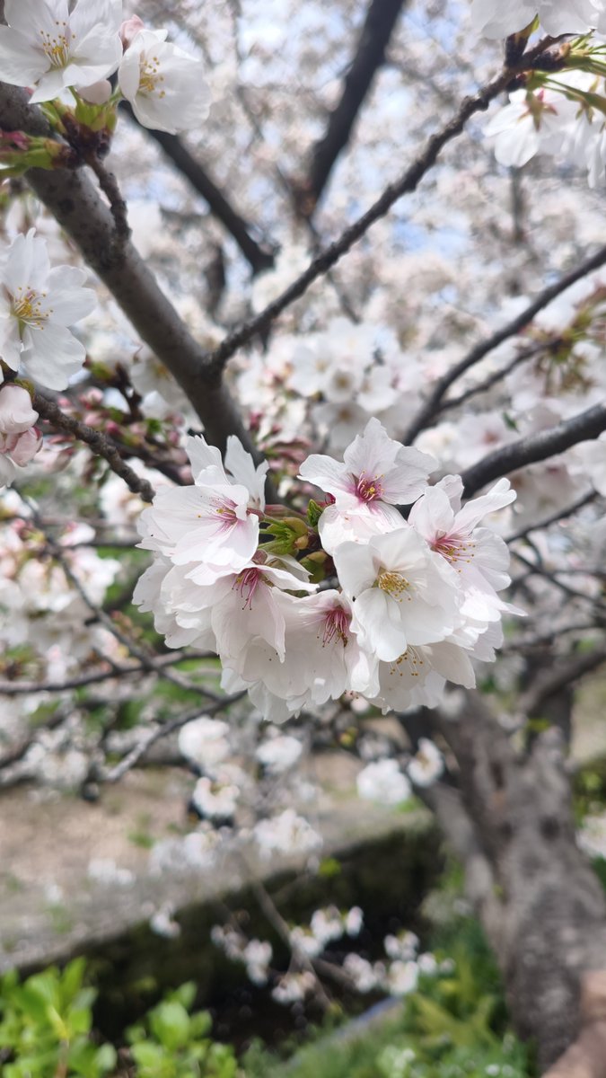 みちまん tweet media