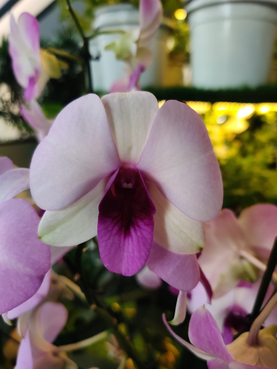 May Be I tweet media