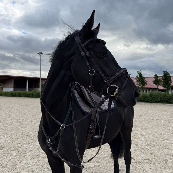 K. PRADNYA tweet media