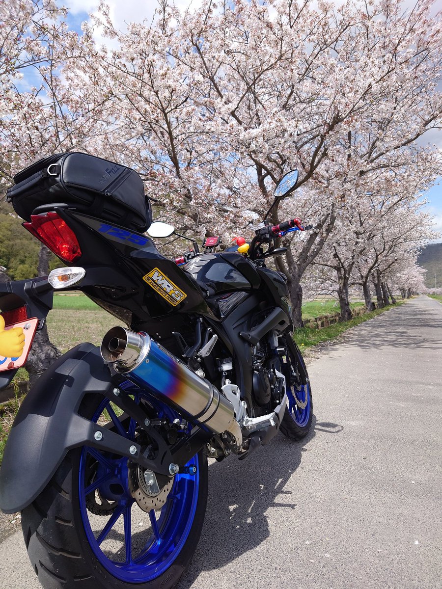 lark5800's tweet photo. 満開は終わったけど8割、9割咲いてる！昨日の雨と強風でどうなるかと思ったけど綺麗に咲いてた(*´∀｀*)

＃GSX-125 https://t.co/8qwYtfPH80