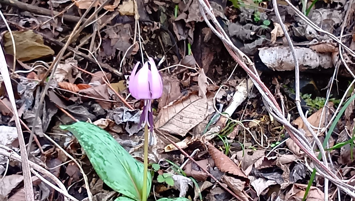 石と賢治のミュージアム(公式) tweet media