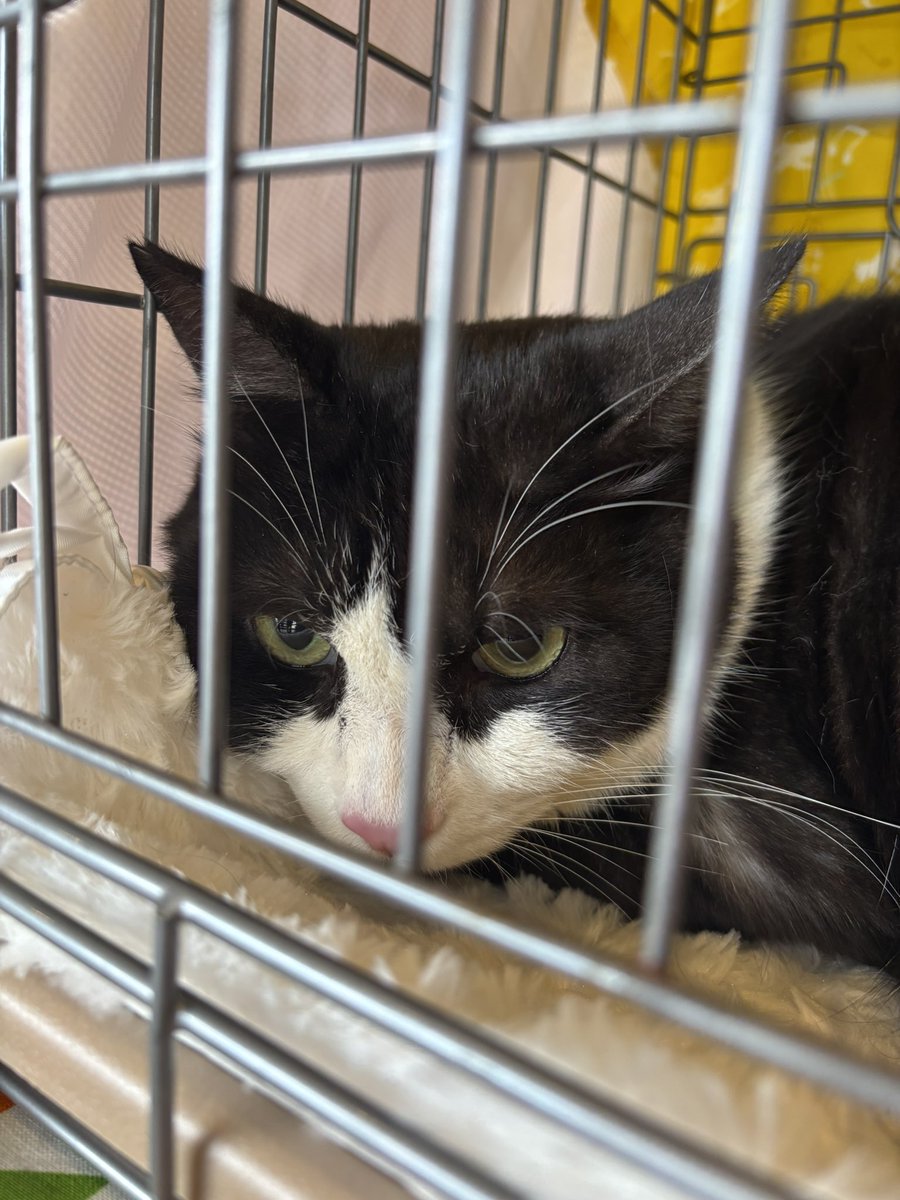 桜パパ tweet media