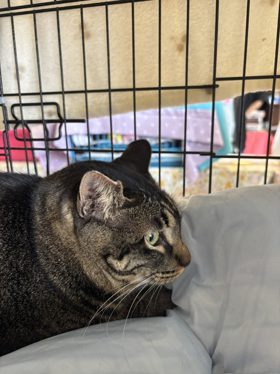 桜パパ tweet media