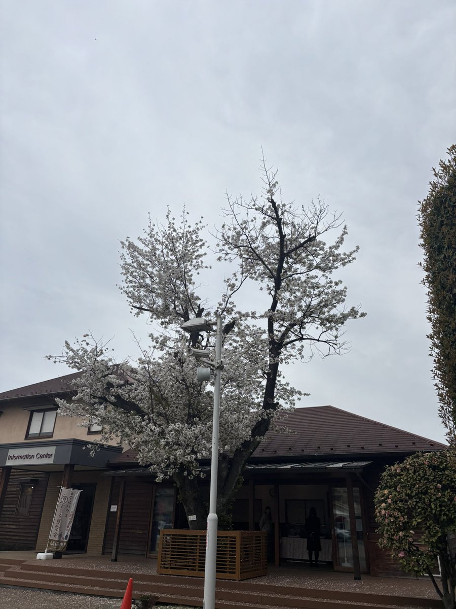 桜パパ tweet media