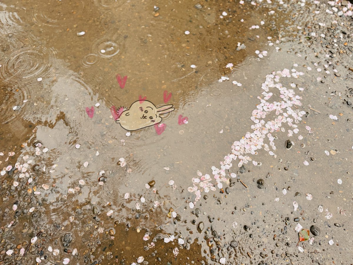 はっか🕊️🍓⟡.· tweet media