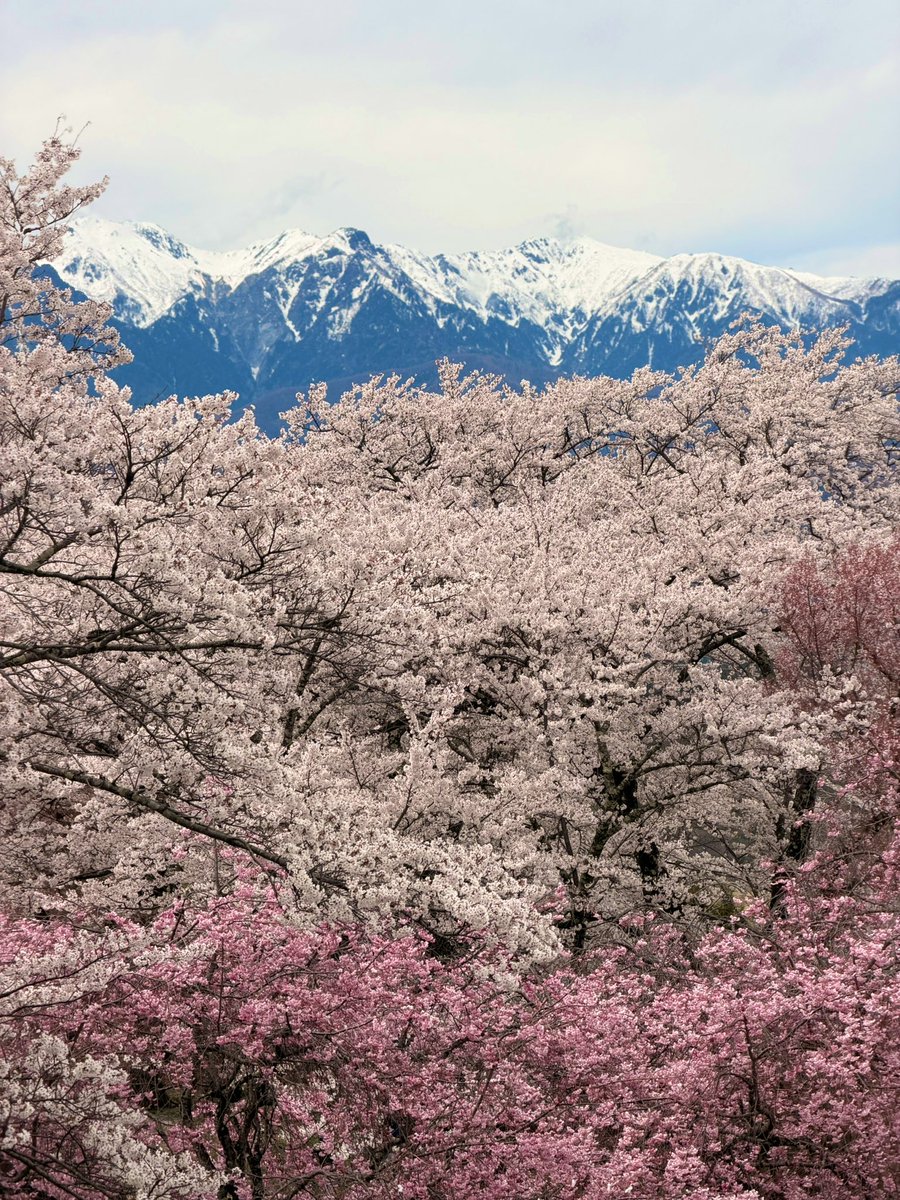 ちーちゃん tweet media