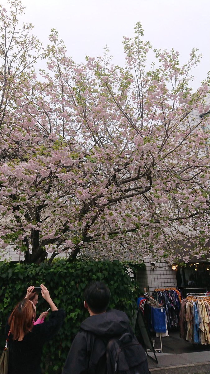 サバキ tweet media