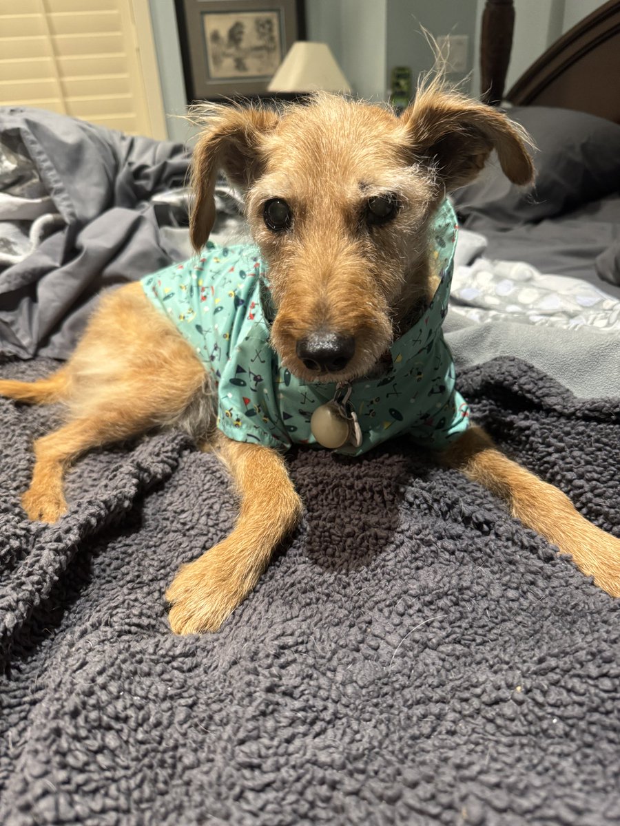 Pale Conservative tweet media