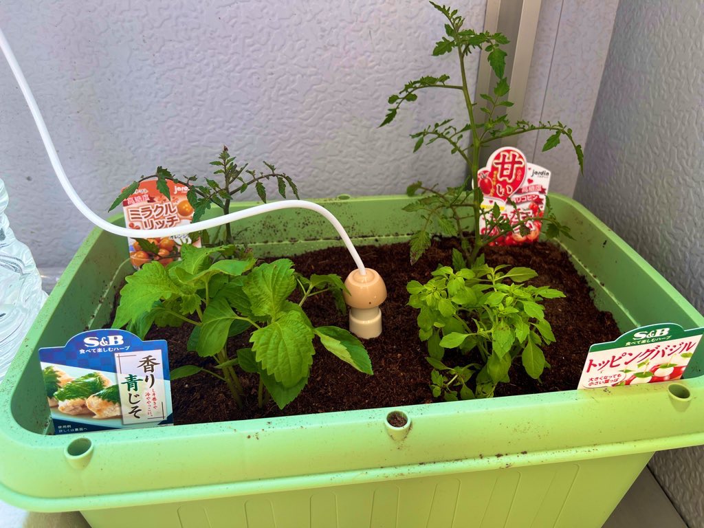 加島レイᓚᘏᗢﾉﾞ tweet media