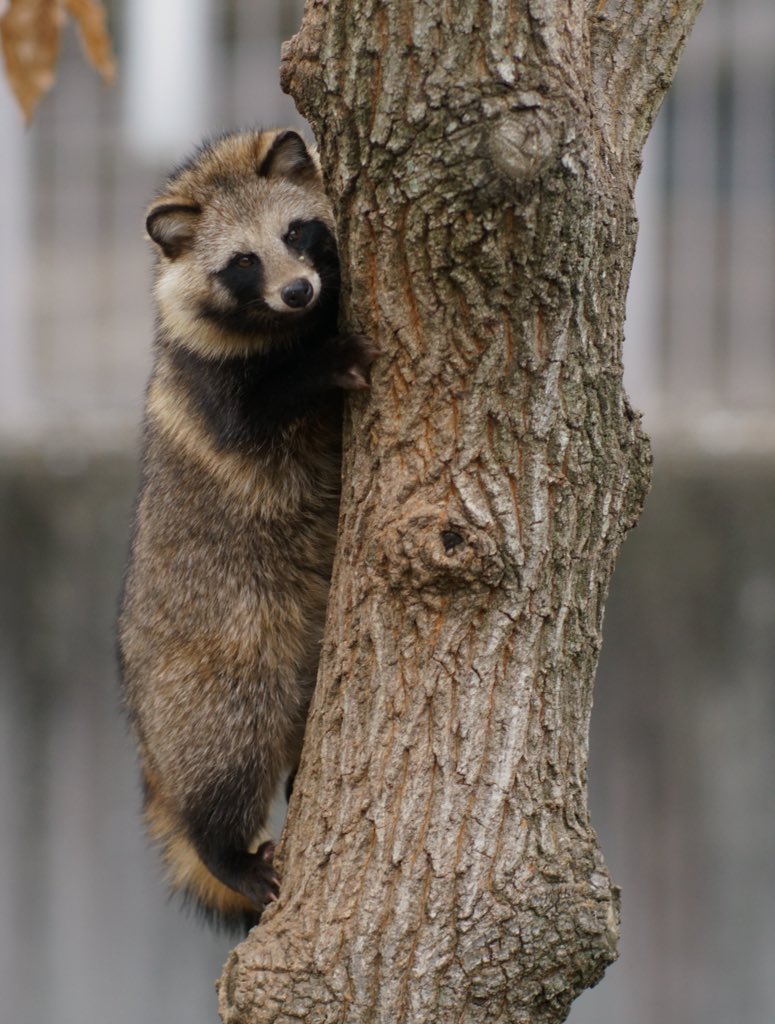 丹下左膳 tweet media