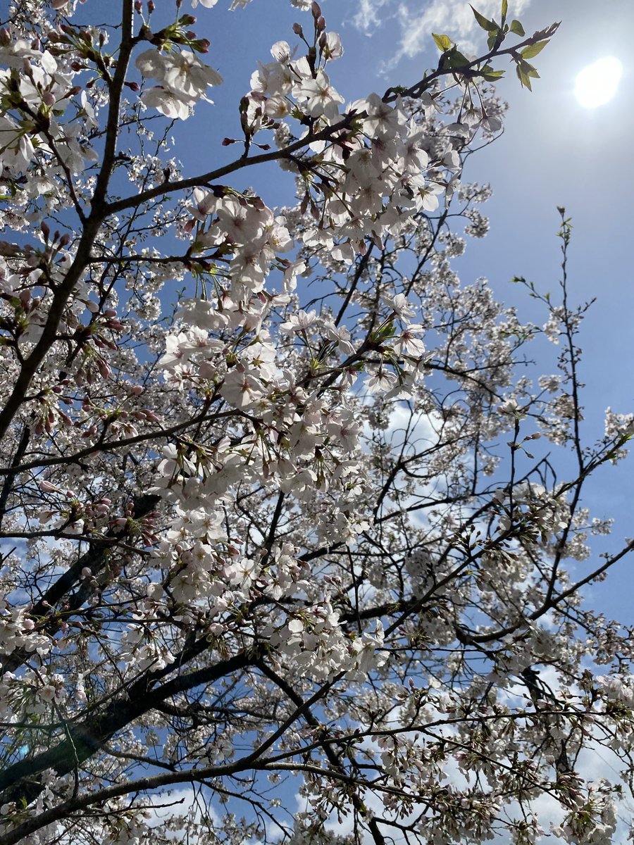 24choko_'s tweet image. 川古の大楠公園にきーたよ🚙
マンホールピカピカに出来ました😊✨

星川リリィミラクルトゥインクル🌟

#ゾンビランドサガ 
#星川リリィ 
#CleanFace 
 #川古の大楠公園
