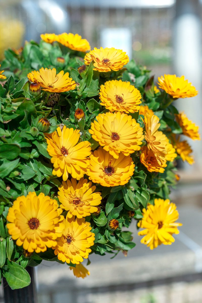 Little Flower:定時にする「いいね❤」のお返しを止めました😢💦本当にごめんね🙏✨ tweet media