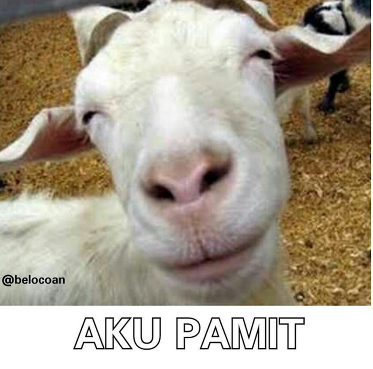 Maxineiu tweet media