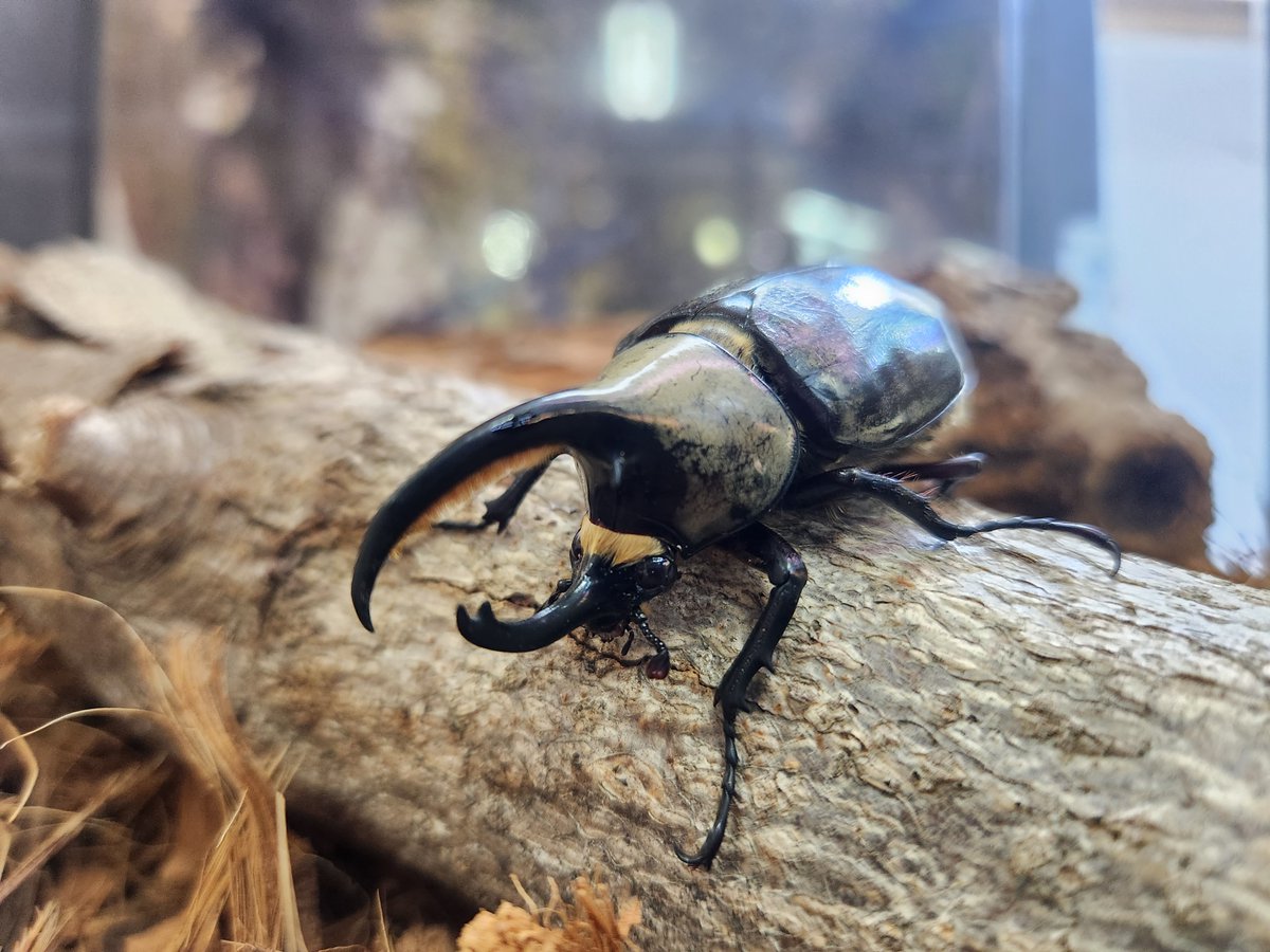 足立区生物園 tweet media