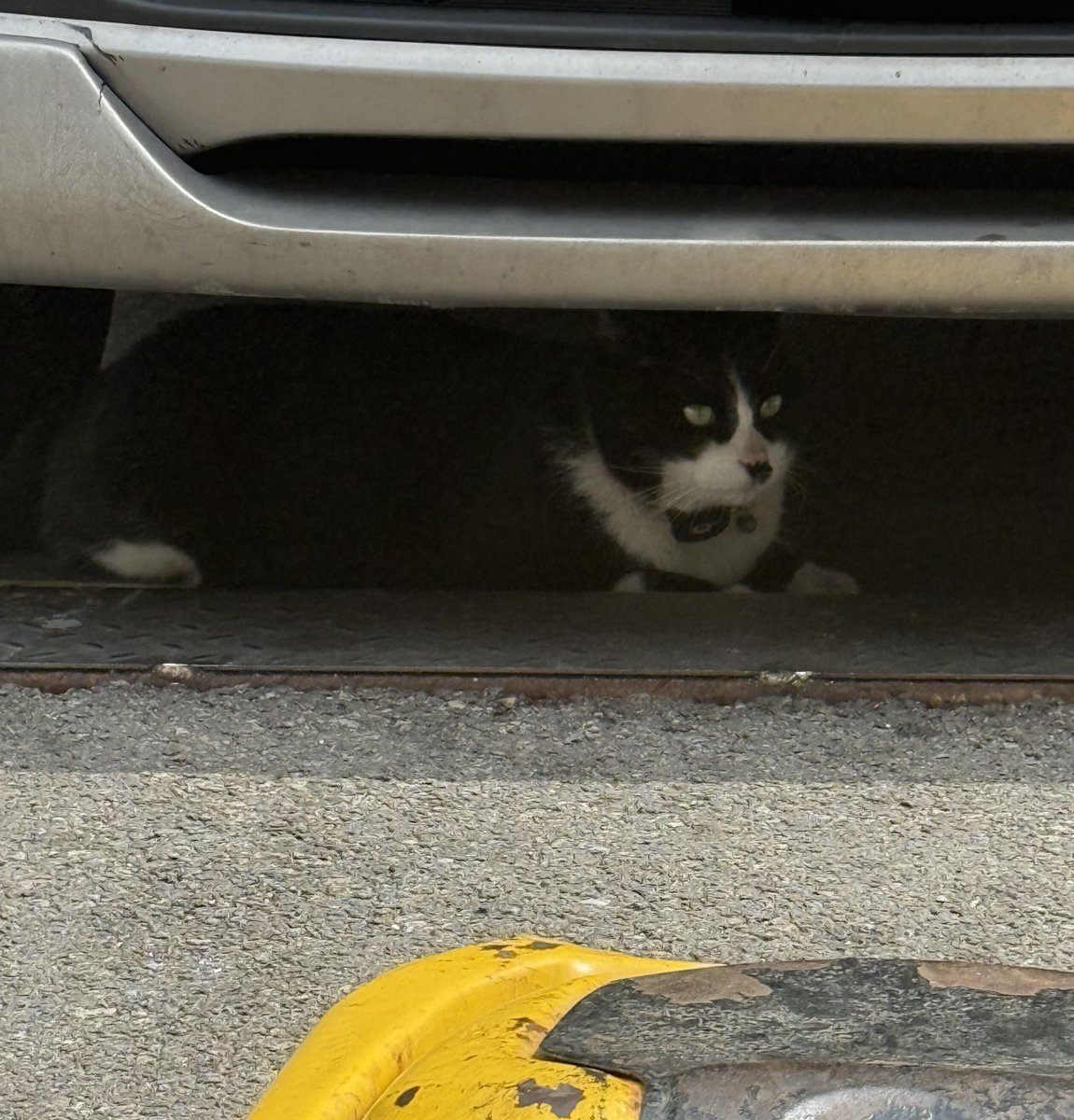 ℝ𝕖𝕚-𝕤𝕛-𝕐𝕊🐢 tweet media