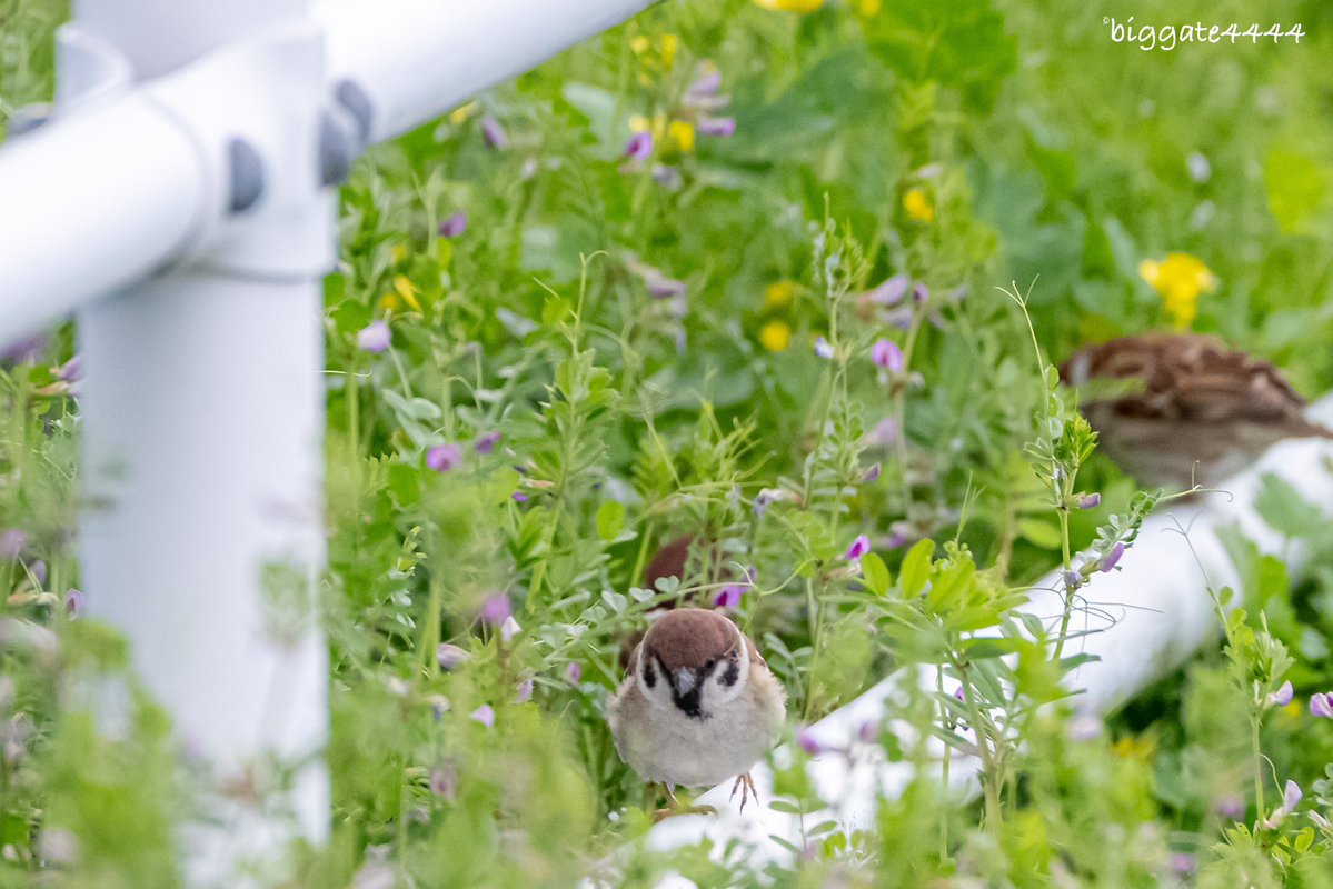 biggate4444@毎日スズメ今年で8年目 tweet media