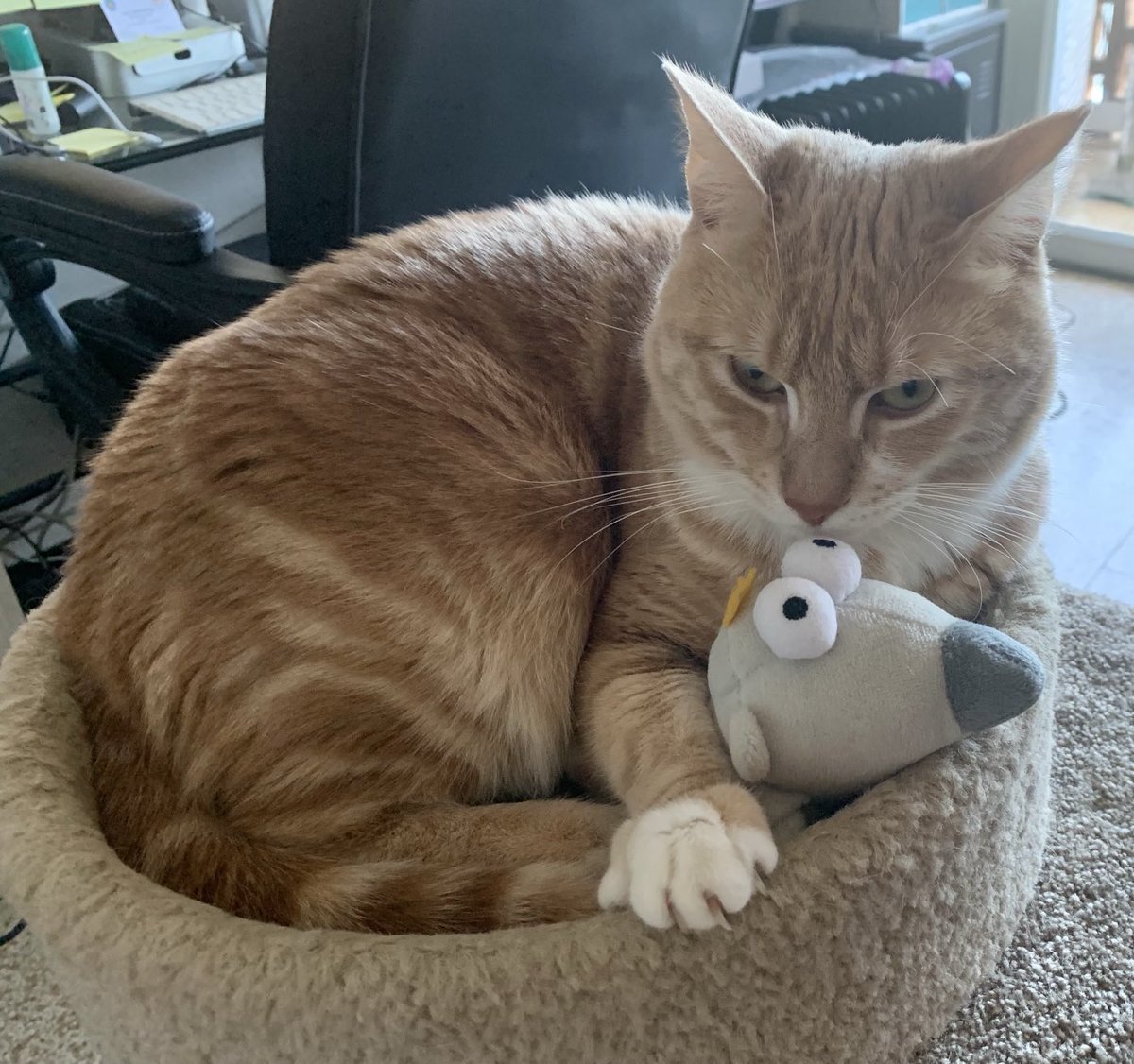 Alain Hanel tweet media