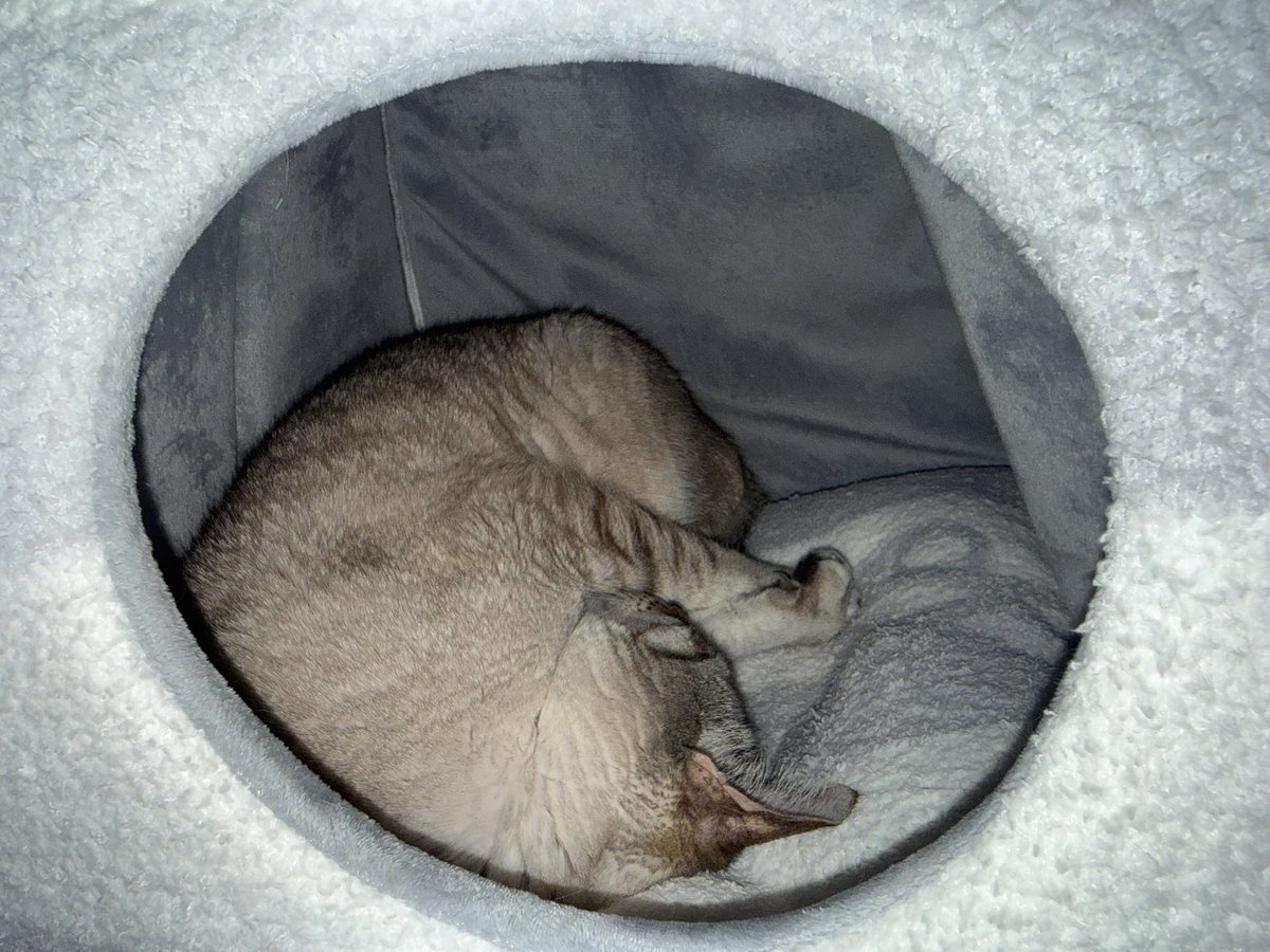 やす子 tweet media