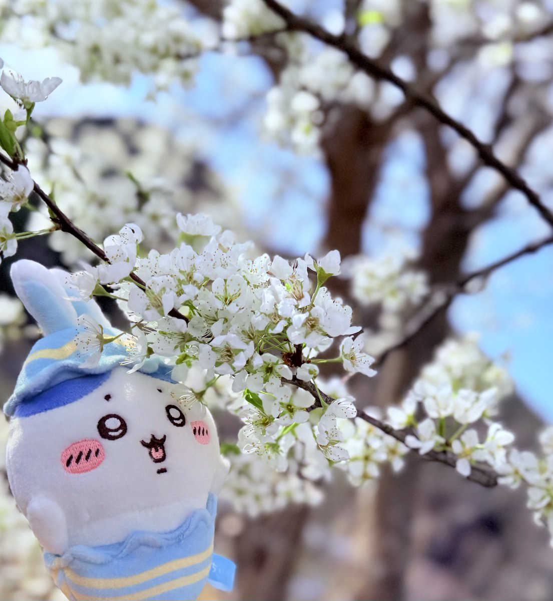 SHO（セクシーいけだ） tweet media