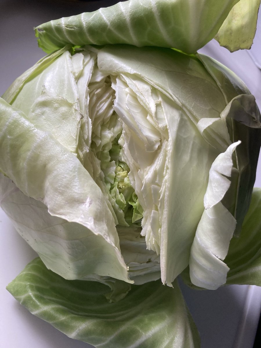 nnI9m9lZWO92038's tweet image. 畑めぐみご飯🍚
キャベツの千切り

豚肉の甘辛炒めに添えました
畑のパセリも🌿

キャベツは、置きすぎて少し割れていたので
急いで収穫してきました🏃‍♂️💨

穏やかな午後をお過ごしください🌿