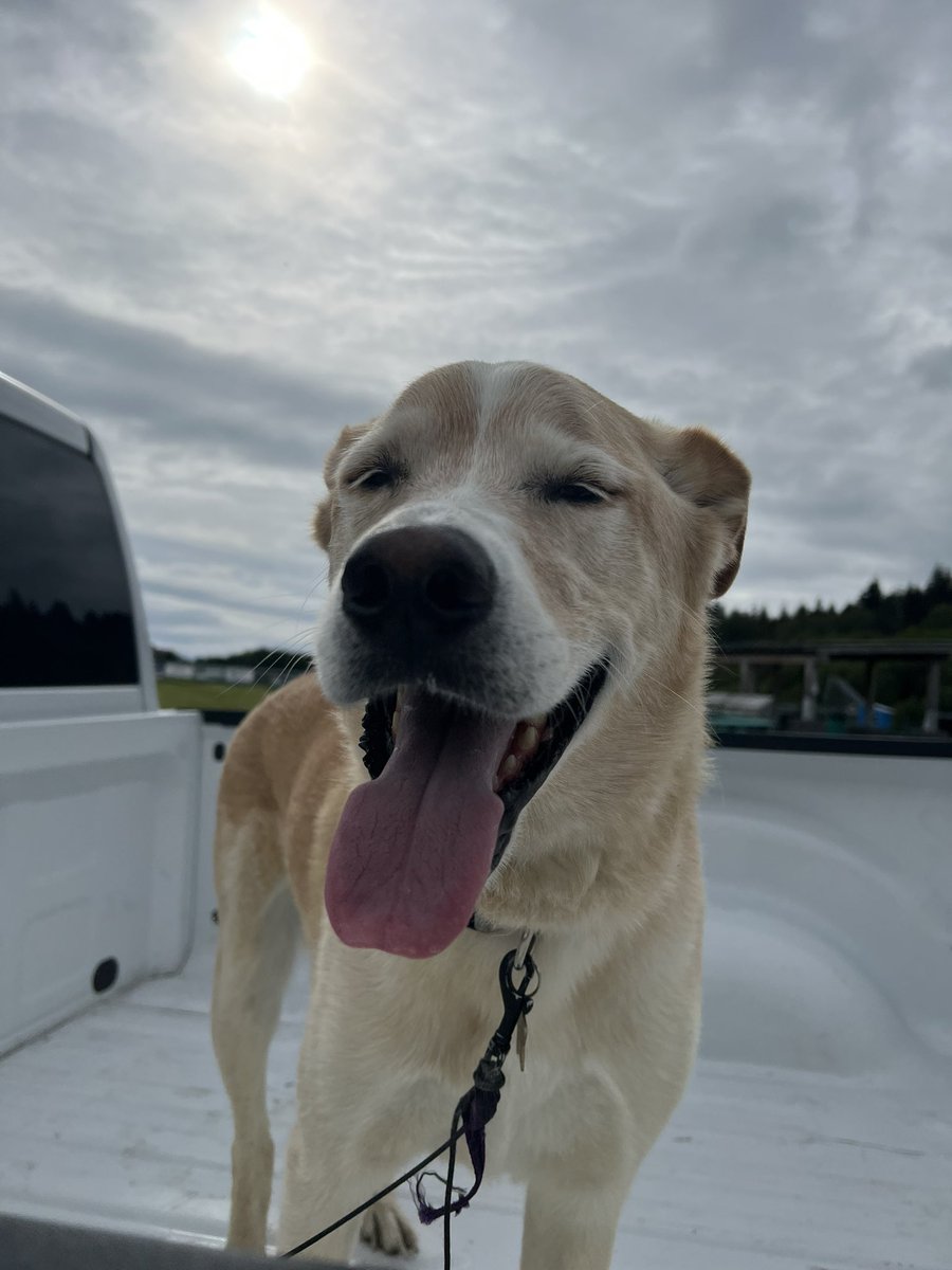 HaloFox🇺🇸 tweet media