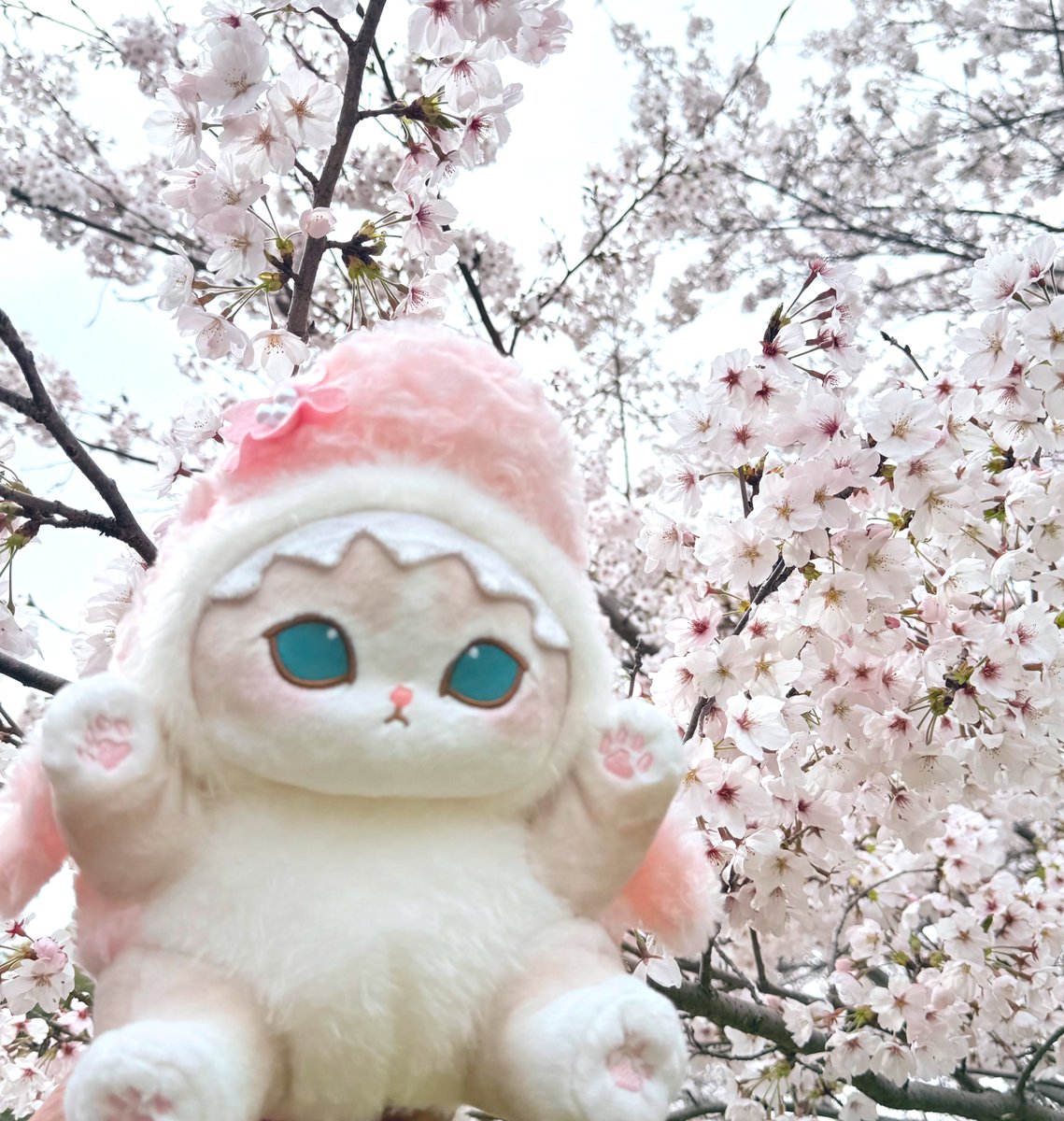 mofugyodon_love tweet picture