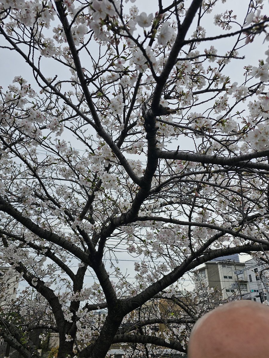 髭ミルク tweet media