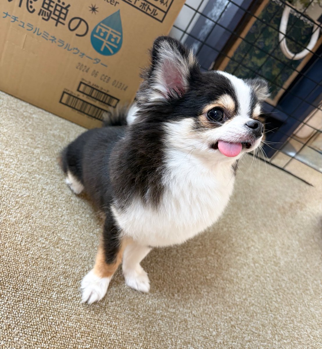 もちょちょ愛してる。 tweet media