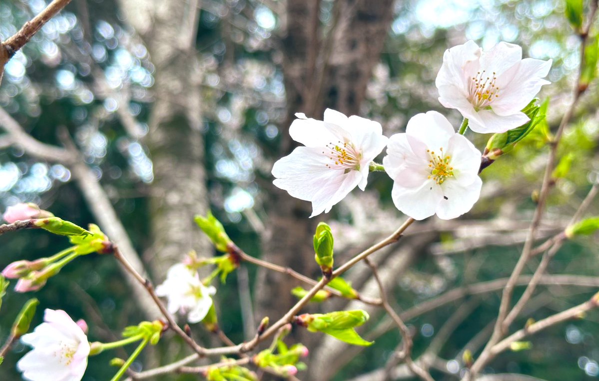 えりく tweet media