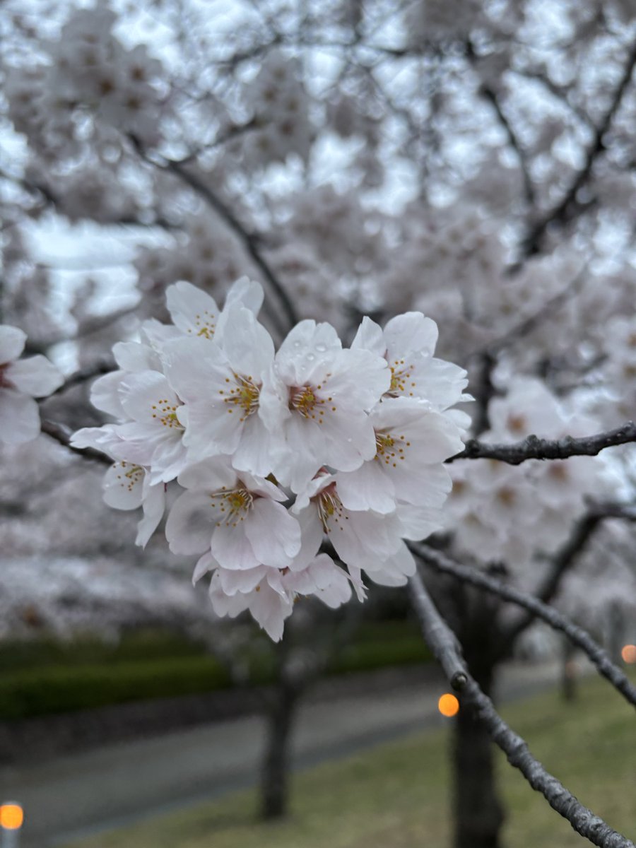 めぎゅ tweet media