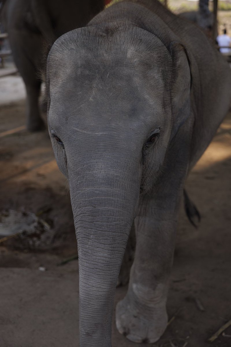 🐝 Bee 🐝 tweet media