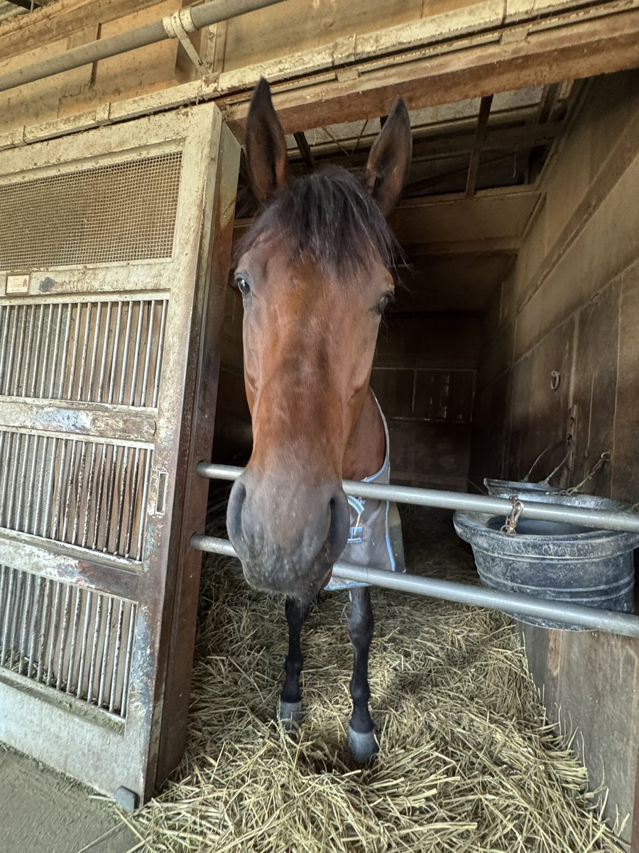 上原博之厩舎【ウエハラヒロユキキュウシャ🍀】 tweet media