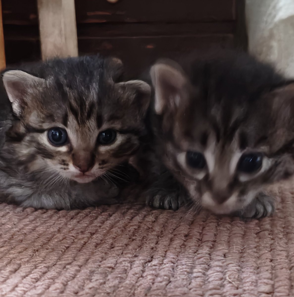 猫道🐾 tweet media