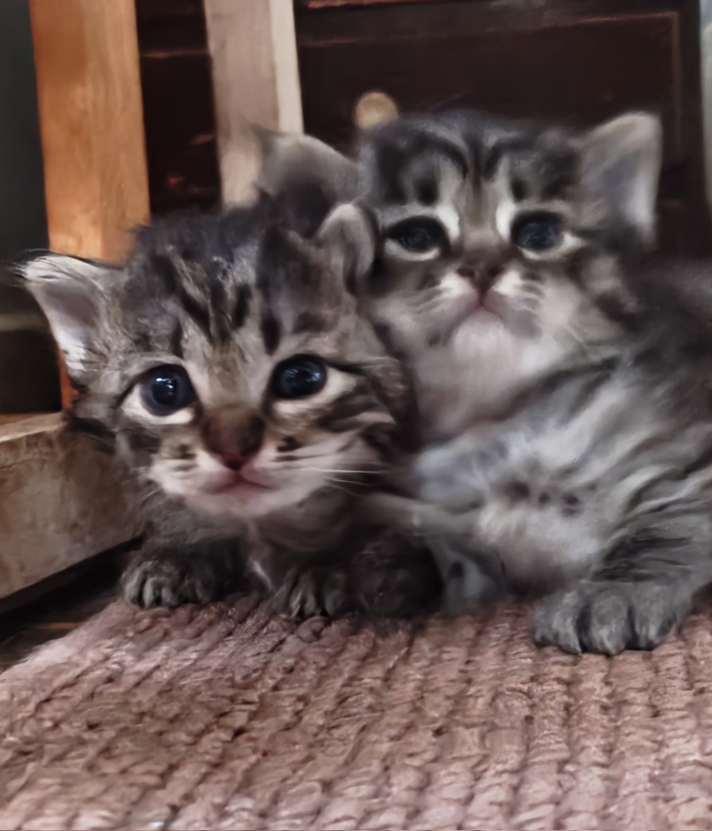 猫道🐾 tweet media