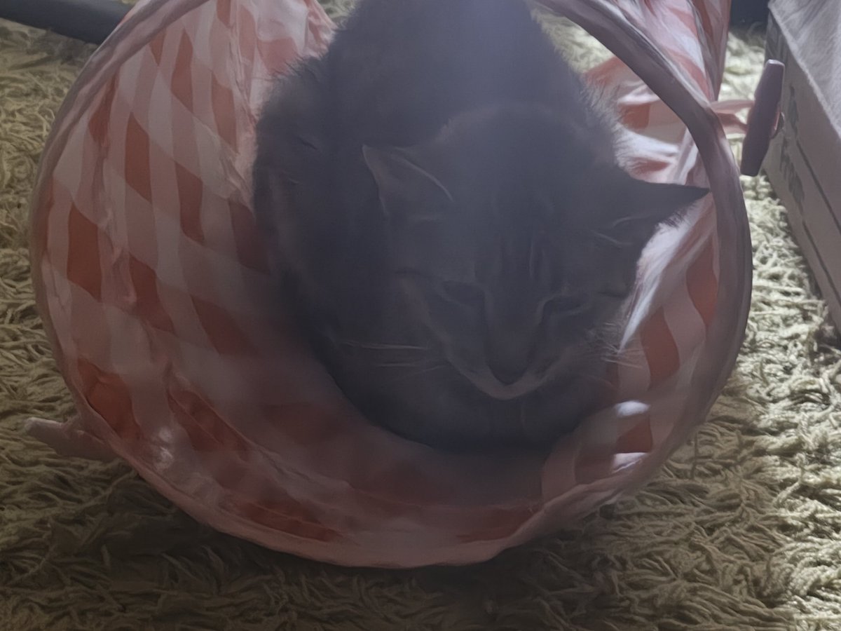 KyleeWaterdrop's tweet photo. Everyone, please send me your strength. My little Tanya Fae has passed away tonight. https://t.co/qGwWSBC54g
